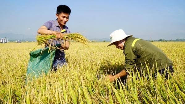 Support for low-emission production of 200,000 hectares of rice in the Mekong Delta